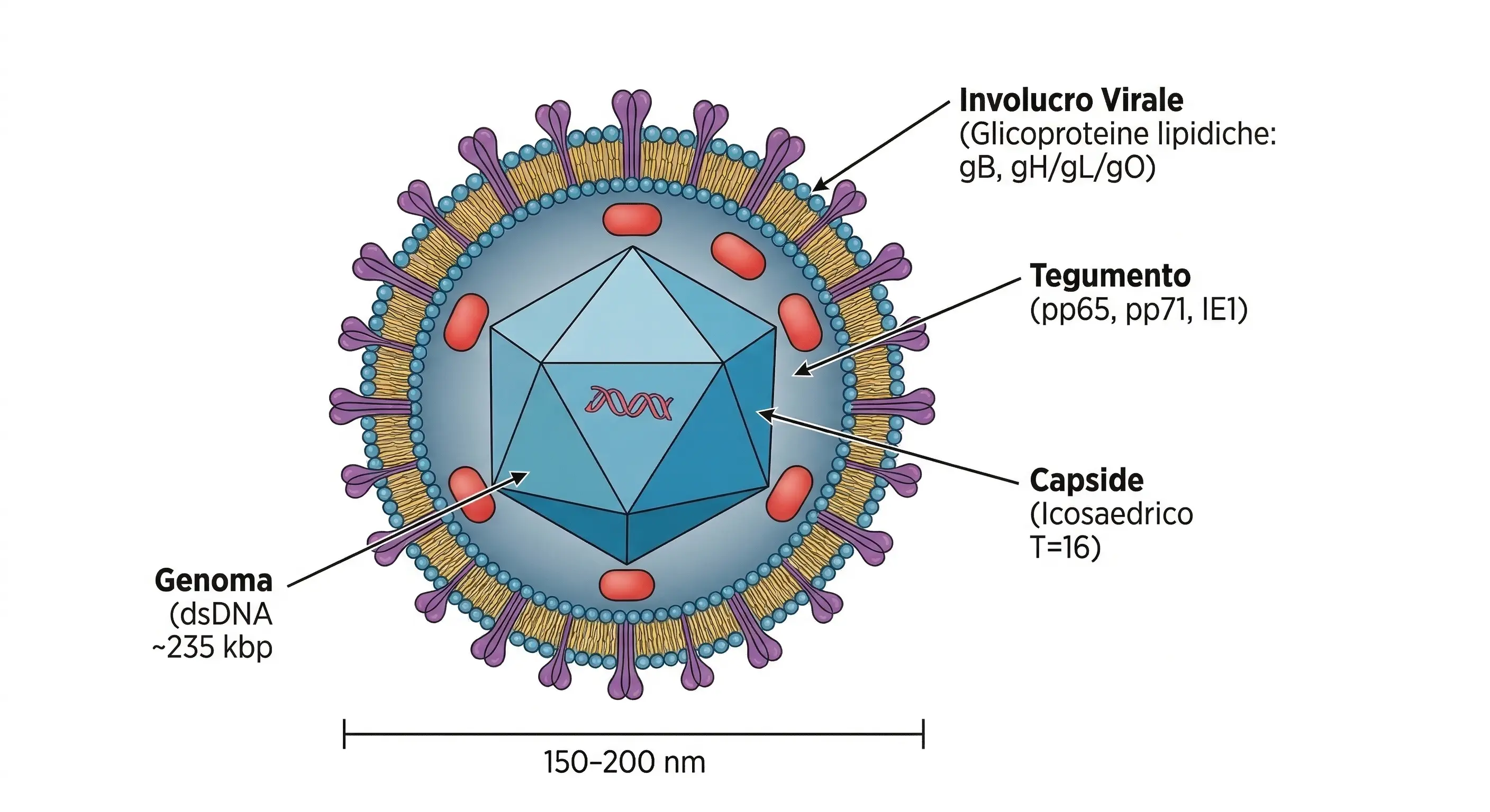Sezione del citomegalovirus